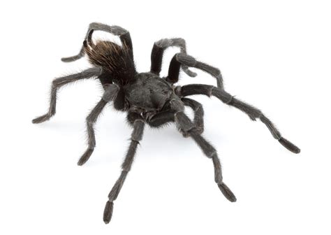 New Tarantula Named After Johnny Cash Among 14 Spider Species Found In The United States E