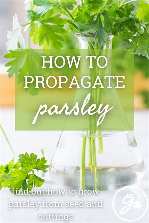 Propagate Parsley How To Grow Parsley From Cuttings And Seed Artofit