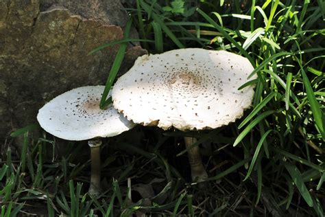Two Large White Mushrooms In Grass Free Stock Photo