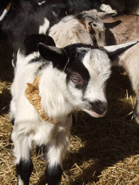 Baby Goat On Celebrity Dairy Goat Farm Saanen Goat Siler City Dairy
