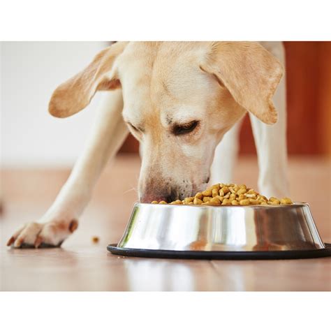 Feed: Pet Food Safety