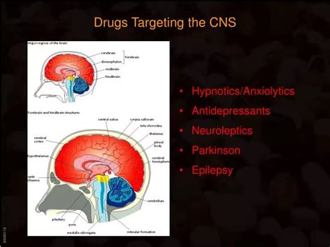 Ppt Drugs Targeting The Cns Powerpoint Presentation Free Download
