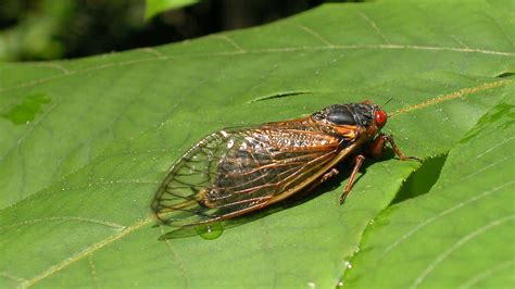 Get Ready For Brood X A Swarm Of Screaming Cicada Sex Fiends