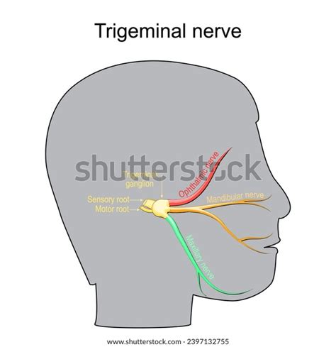 Trigeminal Neuralgia Cranial Nerve Human Head Stock Vector Royalty