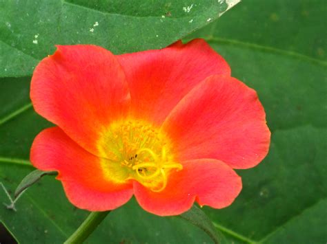 Img 1132 Red Flower Bakeling Flickr