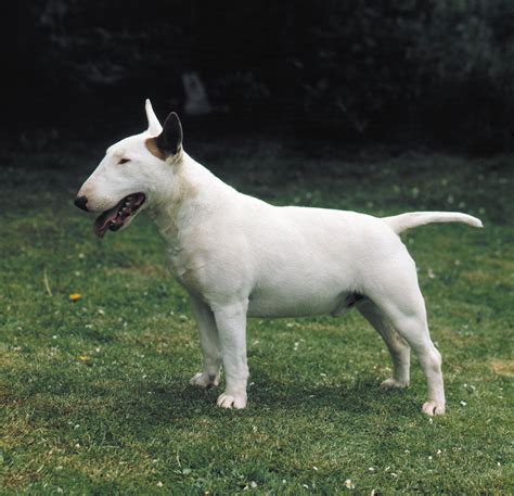 What Is A Bull Terrier Mixed With