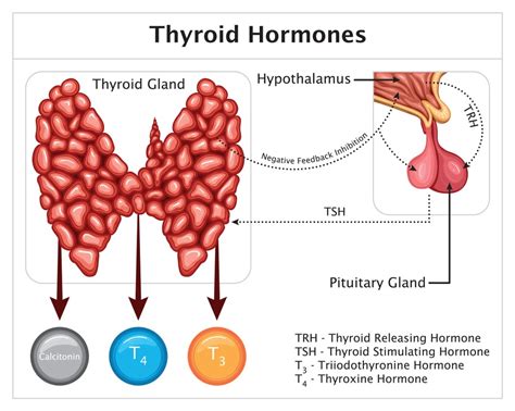 Thyroid Hormones Synthesis Functions And More