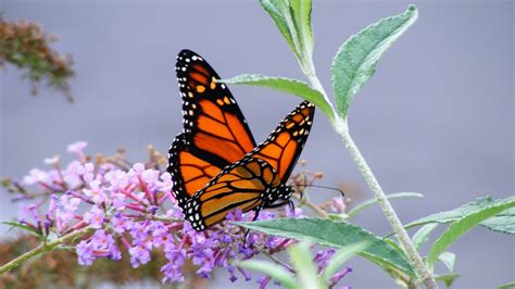 23 Monarch Butterfly Wallpapers