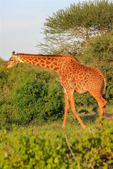 African Giraffe On The Masai Mara Kenya Stock Image Image Of Chad