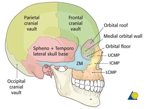 The skull base is the inferior portion of the neurocranium. Pin on Trauma Registrar Anatomy Pics