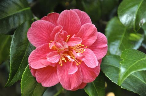 Camellia Insula Oya