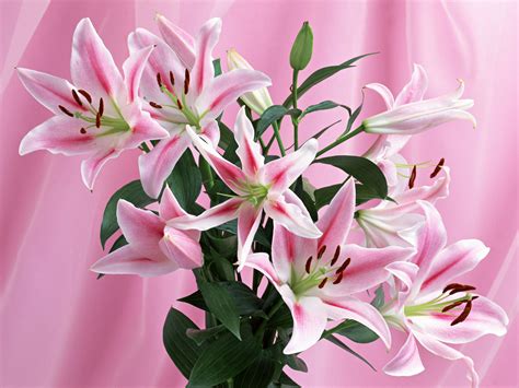 Dreamstime is the world`s largest stock photography community. BEAUTIFUL FLOWERS PHOTOS: VERY NICE FLOWERS
