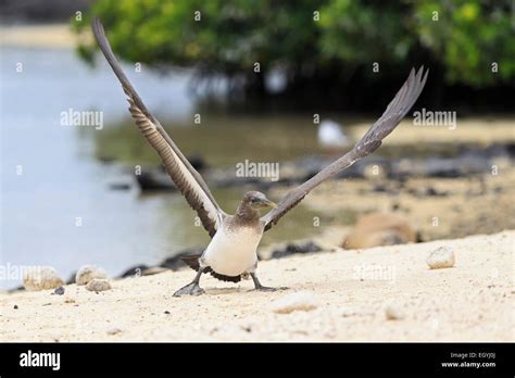 Ecuador Galapagos Inseln Genovesa Darwin Bay Junge Nazca Tölpel Flügel Ausbreitet