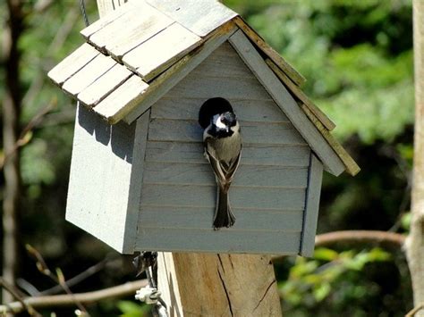 How To Get Birds To Nest In Your Birdhouse Dengarden