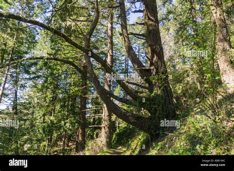 Large And Twisted Pine Tree California Stock Photo Alamy