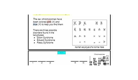 karyotype worksheets