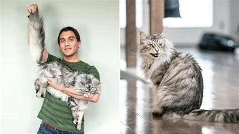 Meet Altair The Cat With The Worlds Longest Tail Trending