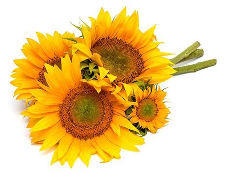 Sunflower Bunch Stock Photos Pictures And Royalty Free Images Istock