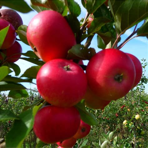 Discovery Apple Tree Buy Apple Trees Purchase Apple Fruit Trees