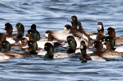 Migratory Ducks Updated