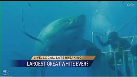 Enormous Great White Shark Believed To Be Largest Ever Caught On Video