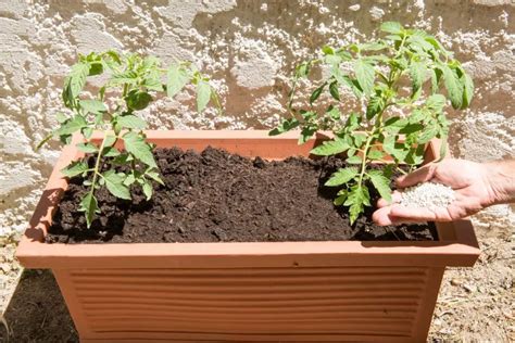 Feed Tomato Plants Best Timing And Methods Real Men Sow
