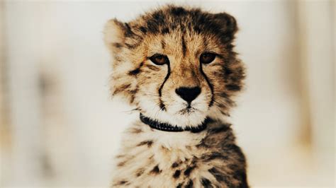 Cheetah Cub Background 4k Wallpapers 41686 Baltana