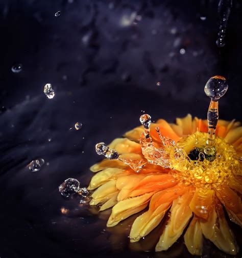 42 Photos That Will Make You Want To Shoot Droplets On Flowers Blog