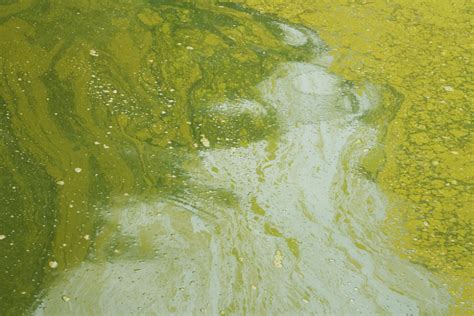 grünes wasser im teich woran liegt s und was ist zu tun
