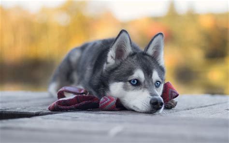 Cute sad puppies (20 photos). Download wallpapers husky, little cute puppy, sad little dogs, cute animals, pets, dogs for ...