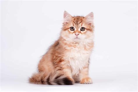 How Much Does A Siberian Cat Cost 2024 Price Guide