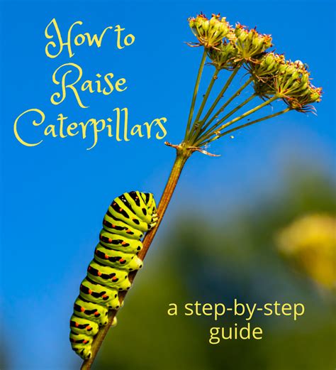 How To Raise A Caterpillar To A Butterfly Or Moth Owlcation
