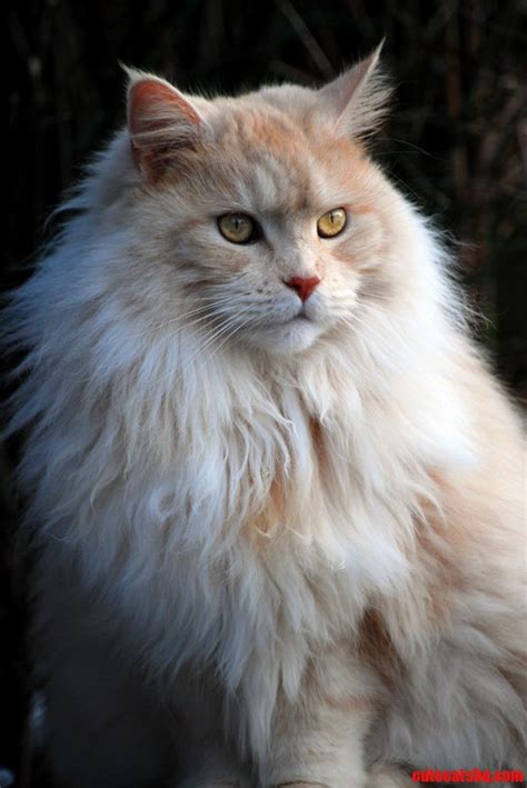 Cats Mane Cute Cats Hq Pictures Of Cute Cats And Kittens Free