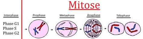 La Division Cellulaire Mitose Et Miose Pdf