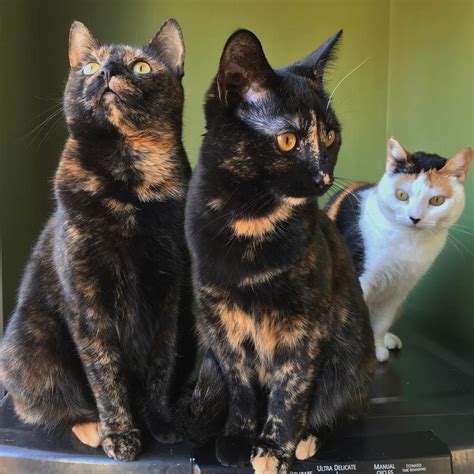 Cats have different levels of traits and colors. 7 Pictures of Pretty Tortoiseshell Cats and Kittens
