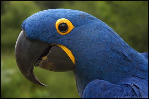 Hyacinth Macaw Anodorhynchus Hyacinthinus Macaw Pet Birds Macaw