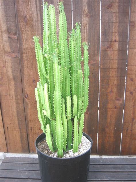 Cactus, flowering plant family comprising 139 genera and nearly 2,000 species, all of which are native to the new world with one possible exception. Indoor Cactus Design Ideas 14 - DECOREDO