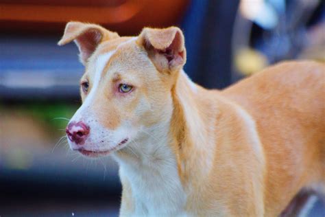 Maybe you would like to learn more about one of these? Corgi Puppies Price Philippines