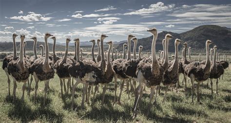The Ostrich Council Photograph By Matthieu Moors National Geographic