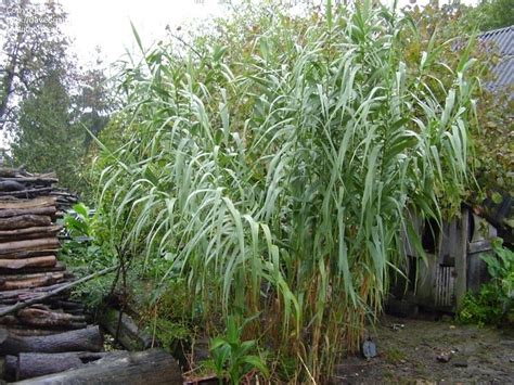 We live in iowa (zone 5a) and our plant is probably about 6 years old and takes up. PlantFiles Pictures: Giant Reed, Spanish Cane, Reed Grass ...