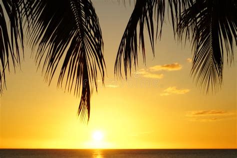 Palm Tree Silhouette At A Tropical Beach At Sunset Stock Photo Image