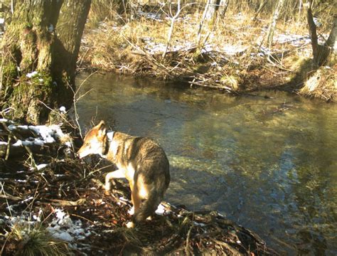 Animal Tracking Cameras In Plitvice Lakes National Park Nacionalni