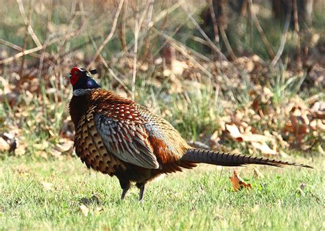 Hannibals Animals Rooster Pheasant Displaying