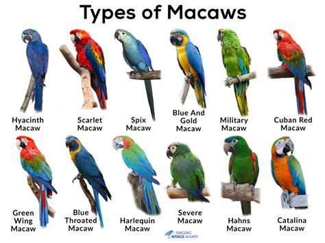 While that image is accurate for many seabirds, understanding the different types of seabirds can lead to a much better appreciation of these unique and varied birds. Macaws: List of Types, Facts, Care as Pets, Pictures ...