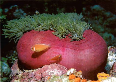 Giant Carpet Sea Anemone For Sale