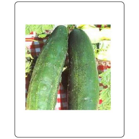 Cucumber Tasty Green Hybrid Great Vegetable 10 Seeds