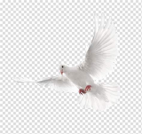 White Dove Columbidae Holy Spirit Doves As Symbols Pigeon Transparent