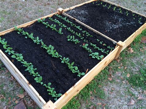 February 5 Get The Scoop On Raised Bed Gardening Ufifas Extension
