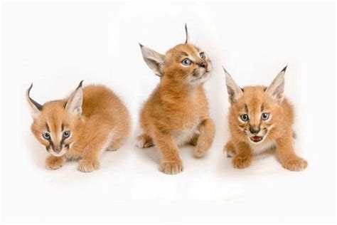 The Worlds Top 10 Cutest Wild Baby Animals In 2021 Zumalka