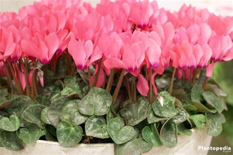 Cyclamen Cyclamen Persicum How To Grow And Care